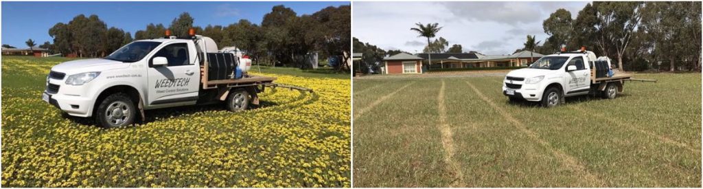 Weeds_Before_After_Weed_Control_Lawns_Pastures